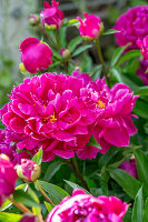 Pink flowering peony (Paeonia), portrait