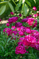 Pink flowering peony (Paeonia), portrait