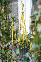 Pflanzkübel mit gelbem Hartriegel (Cornus) und Efeu (Hedera) am Hauseingang