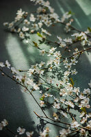 Kirschblütenzweige (Prunus) auf tiefgrünem Betonhintergrund im Sonnenlicht