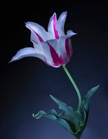 Tulipano greigii semi dischiuso con gamdo e foglie su fondo nero sfumato.