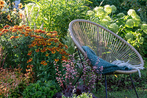 Herbstchrysantheme (Chrysanthemum),  Strauchhortensie 'Annabelle' (Hydrangea Arborescens), Purpurglöckchen, Sonnenbraut (Helenium) im Beet hinter Sitzplatz