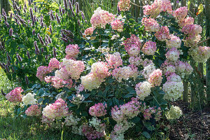 Rispenhortensie 'Vanilla Fraise' (Hydrangea Paniculata) und Duftnessel (Agastache) im Beet