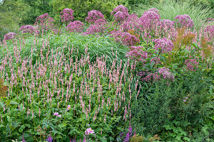 Water eupatorium (Eupatorium maculatum) and candle knotweed 'Rosea' (Persicaria amplexicaulis) flowering in the border