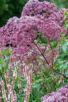 Water eupatorium (Eupatorium maculatum) and candle knotweed 'Rosea' (Persicaria amplexicaulis) flowering in the border