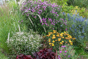 Myrten Aster 'Pink Cloud' (Aster ericoides), Chrysanthemen 'Bienchen' (Chrysanthemum), Bartblume, Lampenputzergras im Beet hinter Gartenbank