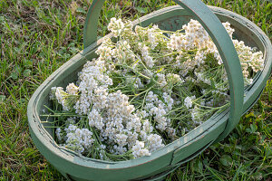 Cut yarrow (Achillea) in a basket