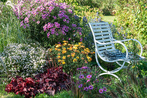 Myrten Aster 'Pink Cloud' (Aster ericoides), Purpurglöckchen (Heuchera), Chrysanthemen (Chrysantheum), Bartblume im Beet hinter Gartenbank