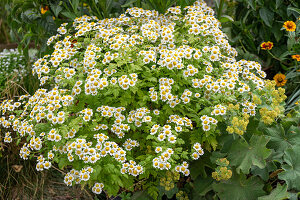 Flowering feverfew (Tanacetum parthenium) in the bed