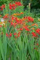 Garden montbretia 'Luzifer' (Crocosmia) in a bed