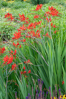 Garden Montbretia 'Lucifer' (Crocosmia) in a bed