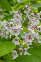 Gold Trompetenbaum 'Aurea' (Catalpa bignonioides) weiss blühend im Garten, Blütenzweig Portrait