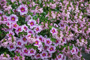 Fächerblume 'Pink Blessing' (Scaevola), Zauberglöckchen 'Rose Quarz' (Calibrachoa)