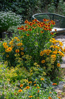 Frauenmantel (Alchemilla), Sonnenbraut (Helenium) 'Sahin's Early Flowerer', Sonnenauge (Heliopsis) und Abelie (Abelia) im sommerlichen Beet