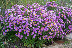 Aster flowering purple in a bed