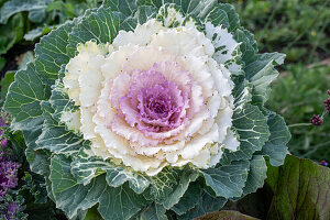 Ornamental cabbage (Brassica oleracea) with white rosette of leaves