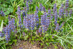 Common henbit (Ajuga reptans) flowering in a bed