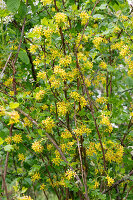 Goldjohannisbeere (Ribes aureum), Johannisbeerstrauch gelb blühend