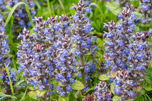 Ajuga reptans, blue flowering, flower portrait