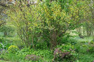 Golden currant (Ribes aureum), spring roses, spurge