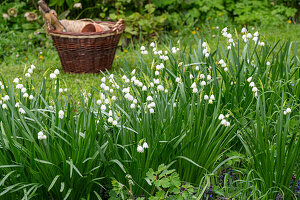 'Gravetye Giant' Sommerknotenblume (Leucojum Aestivum) im Gartenbeet