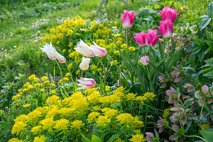 Lenzrosen (Helleborus Orientalis), Tulpe (Tulipa) 'Marilyn', 'Holland Chic', vielfarbige Wolfsmilch im Gartenbeet