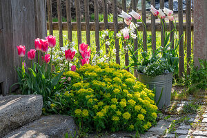 Bubikopf (Isotoma) 'White Star', Tulpe (Tulipa) 'Marilyn', 'Holland Chic', vielfarbige Wolfsmilch (Euphorbia polychroma)  im Beet neben Pflastersteinen