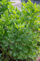 Lovage (Levisticum Officinale) or Maggi herb in a pot on the patio