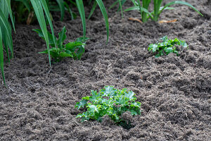 Bed with young purple bellflower (Heuchera) mulched with fine wood mulch