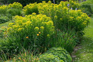 Sumpf Wolfsmilch 'Walenburg's Glorie' im Gartenbeet