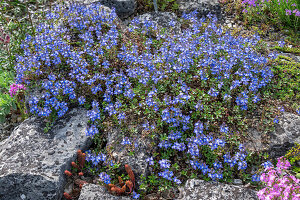 Caucasian speedwell (Veronica caucasica) in the rock garden