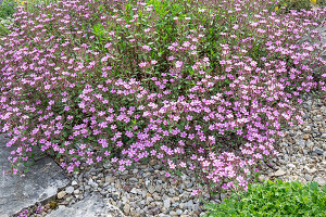 Cushion soapwort (Saponaria ocymoides) or red soapwort, suitable for rock gardens