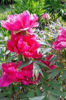 Shrub peony (Paeonia) 'Higurashi' in the garden