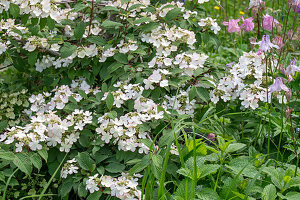 Japanese viburnum 'Pink Beauty', columbine (Aquilegia) and lemon balm in the border