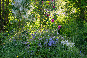 Snowflake shrub, rose 'Fräulein Maria', Spanish bluebell 'Alba Maxima' and 'Excelsior', columbine, comfrey 'Miraculum'