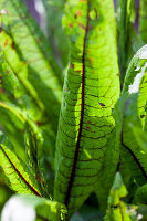 Common sorrel (Rumex sanguineus) - close-up