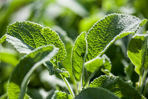 Marzipansalbei (Salvia) im Sonnenschein