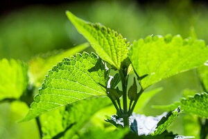 Anise hyssop (Agastache), scented nettle in the sunshine in the herb garden