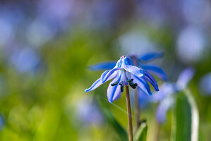 Blaustern (Scilla siberica) im Sonnenlicht im Frühjahr