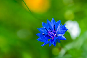 Cornflower (Centaurea cyanus) in the green grass in summer