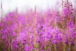 Bee on pink wildflowers