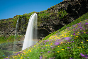 Seljalandsfoss Waterfall and wildflowers, Southern Region, Iceland