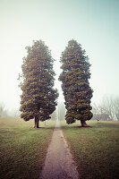 Two tall evergreen trees bordering a path in fog