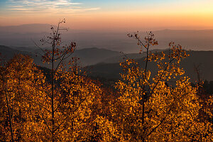 Usa, New Mexico, Santa Fe, Aspen trees in Fall colors in Sangre De Cristo Mountains at sunset