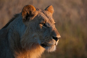 Portrait of a young lion, Panthera leo.