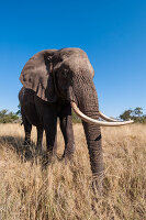 Porträt eines afrikanischen Elefanten, Loxodonta Africana, mit extrem langen Stoßzähnen. Abu Camp, Okavango-Delta, Botsuana.