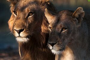 Close-up portrait of a lion and lioness, Panthera leo. Chief Island, Moremi Game Reserve, Okavango Delta, Botswana.