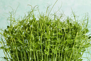 Home-grown pea shoots