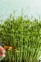 Cutting home-grown pea shoots