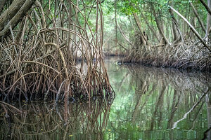 Mangrove Tree in Caroni Swamp. Trinidad and Tobago